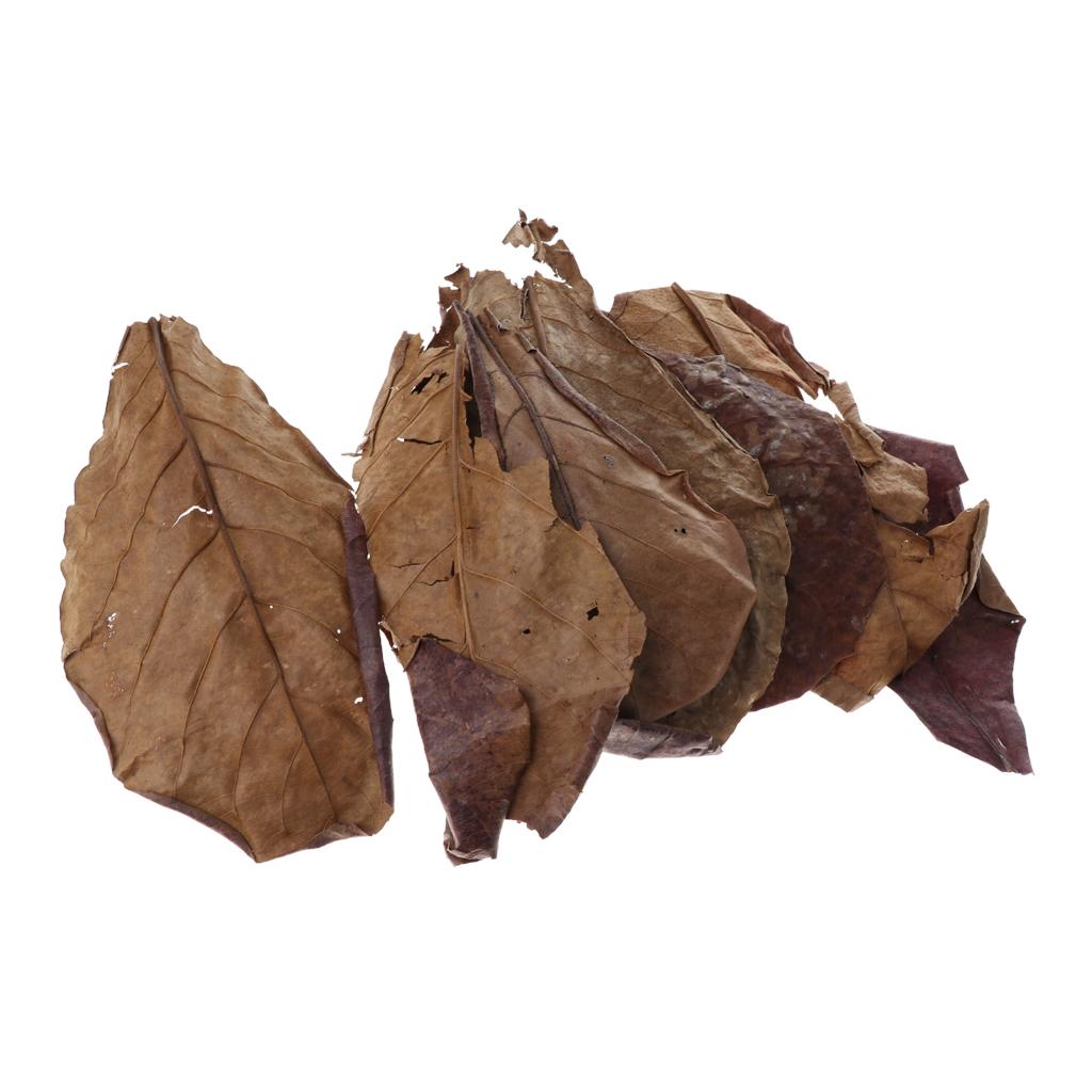 Aquarium Fish Betta - Akuarium Ikan, Daun Almond India, Warna