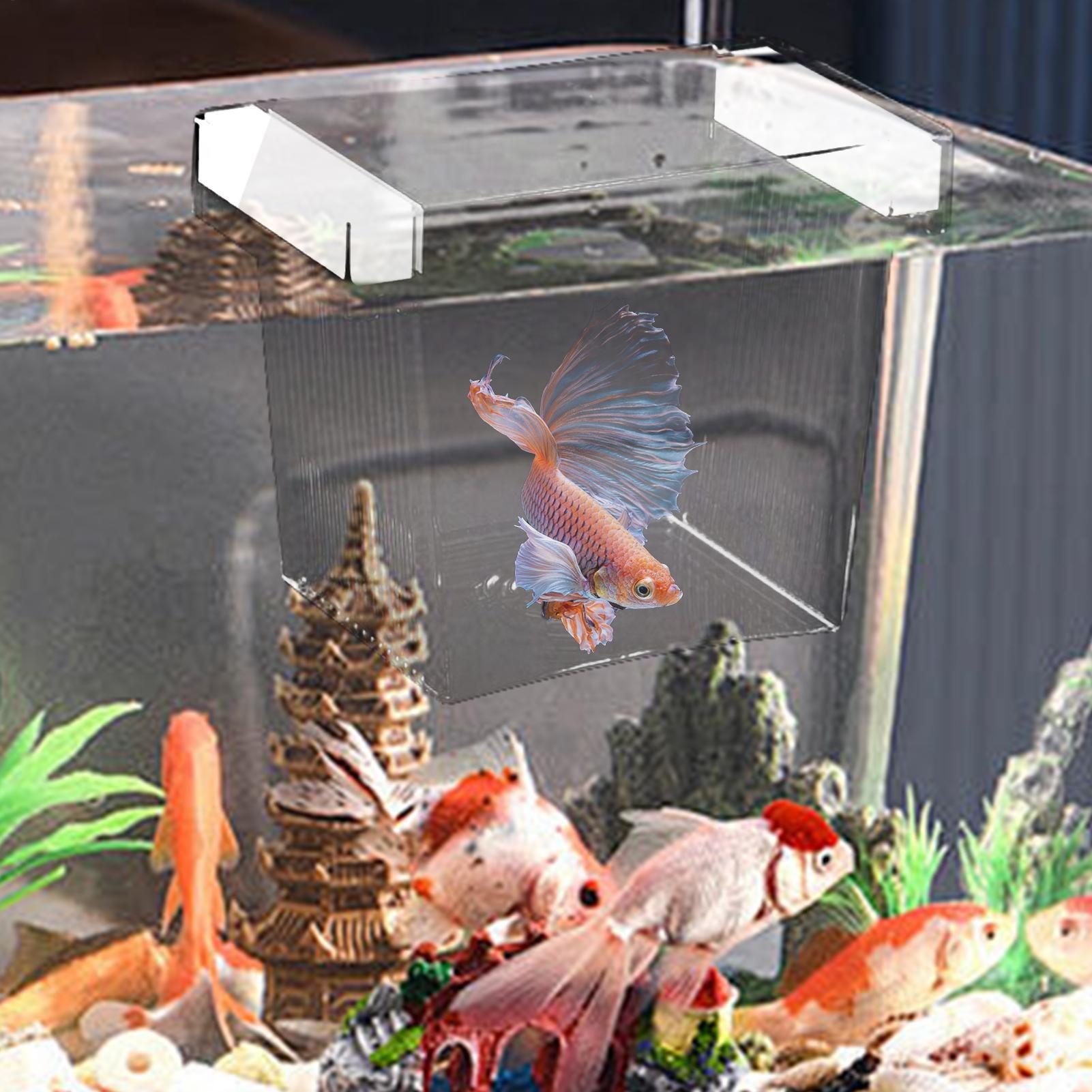 Kotak Isolasi Pembiakan Ikan T - Aquarium Fish Betta ulasan dan harga