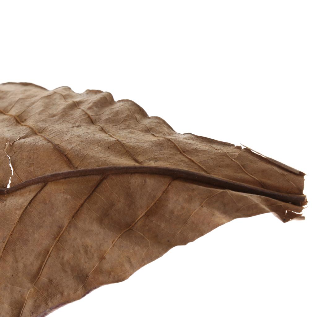 Akuarium Ikan, Daun Almond Ind - Aquarium Fish Betta ulasan dan harga