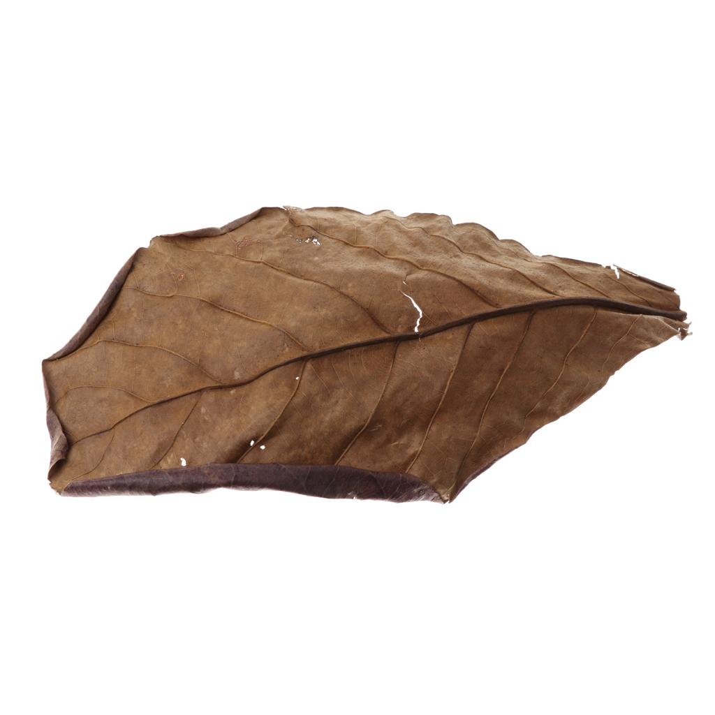 Akuarium Ikan, Daun Almond Ind - Aquarium Fish Betta ulasan dan harga