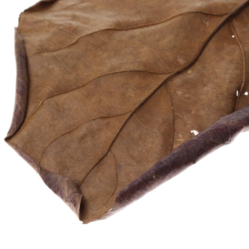 Akuarium Ikan, Daun Almond Ind - Aquarium Fish Betta ulasan dan harga