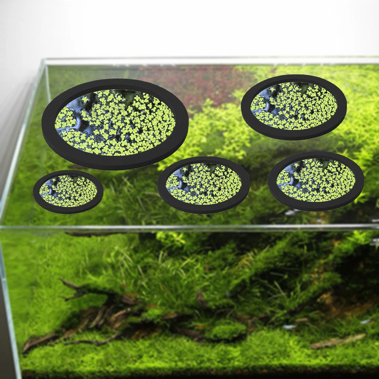 5 buah EVA cincin pemberi maka - Aquarium Plants ulasan dan harga